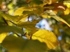 2007-chemnitz-herbstspaziergang_14.jpg