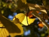 2007-chemnitz-herbstspaziergang_15.jpg