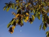 2007-chemnitz-herbstspaziergang_2.jpg